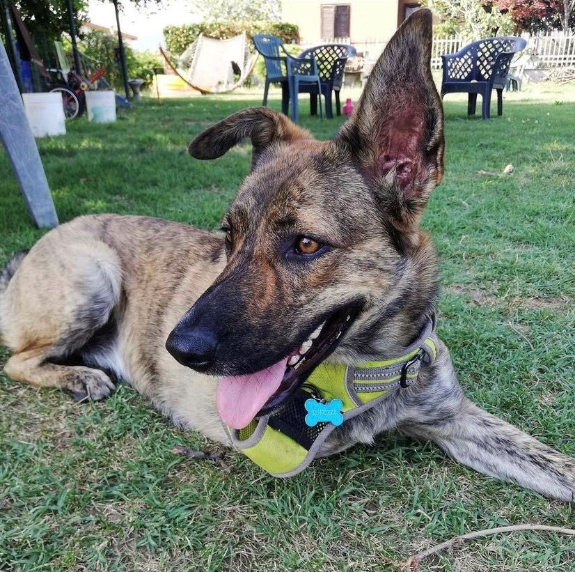 ZAMPA