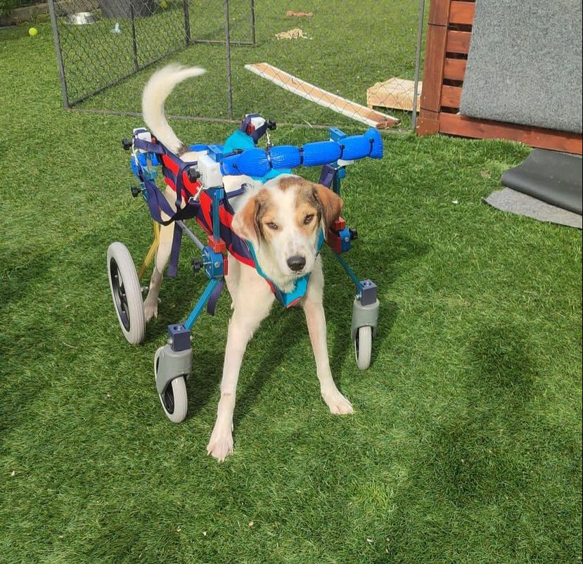 Stewie rotelle nel cuore cani disabili