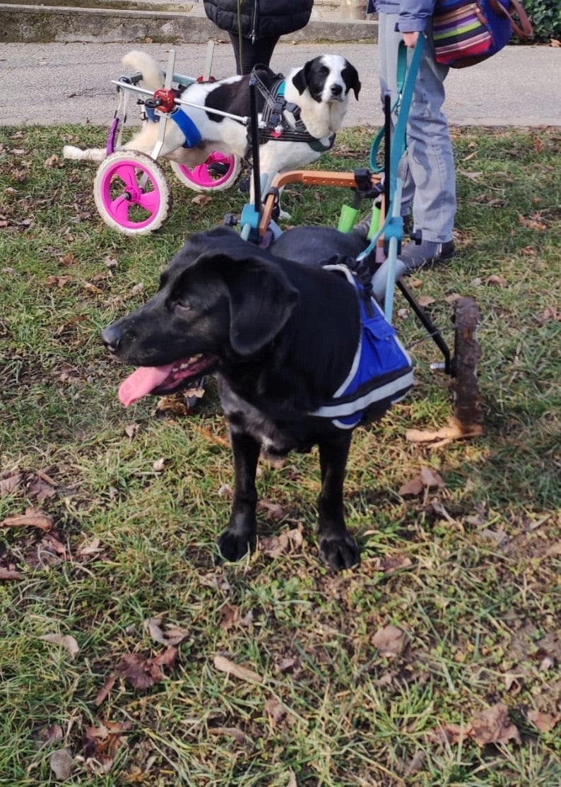 Leone rotelle nel cuore cani disabili