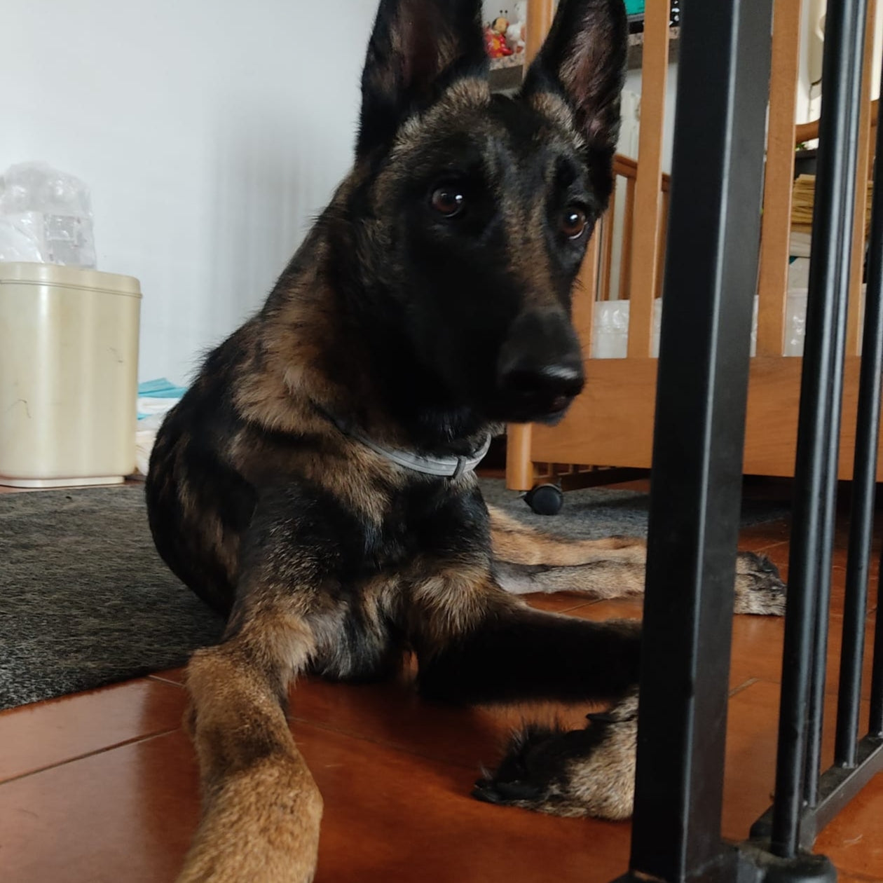 India rotelle nel cuore cani disabili