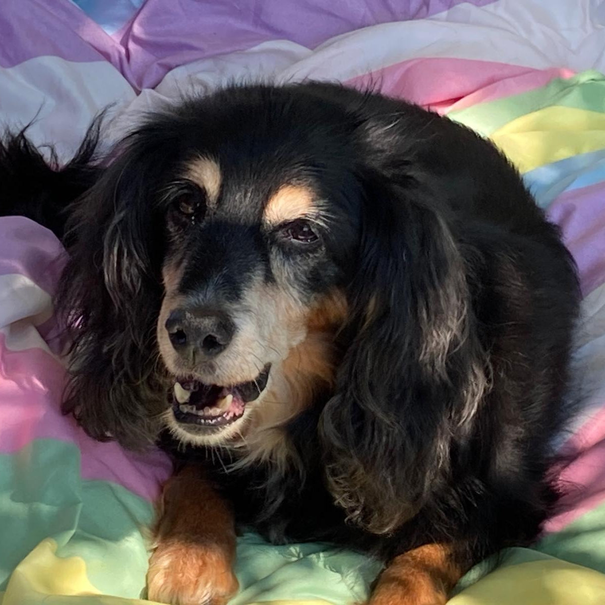 Nuvola rotelle nel cuore cani disabili