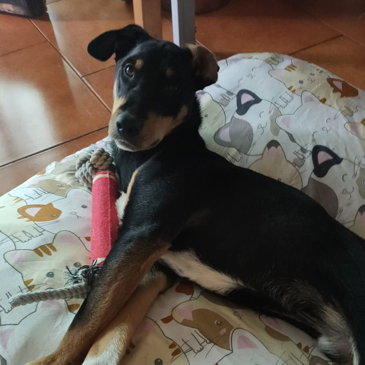 Valentin rotelle nel cuore cani disabili