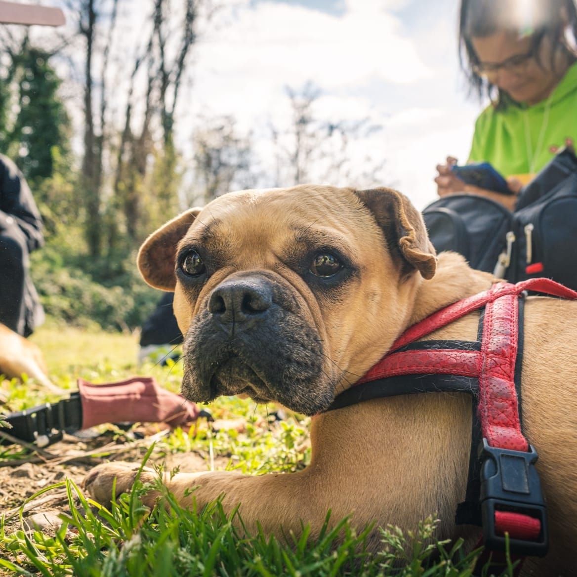 Mercoledì rotelle nel cuore cani disabili