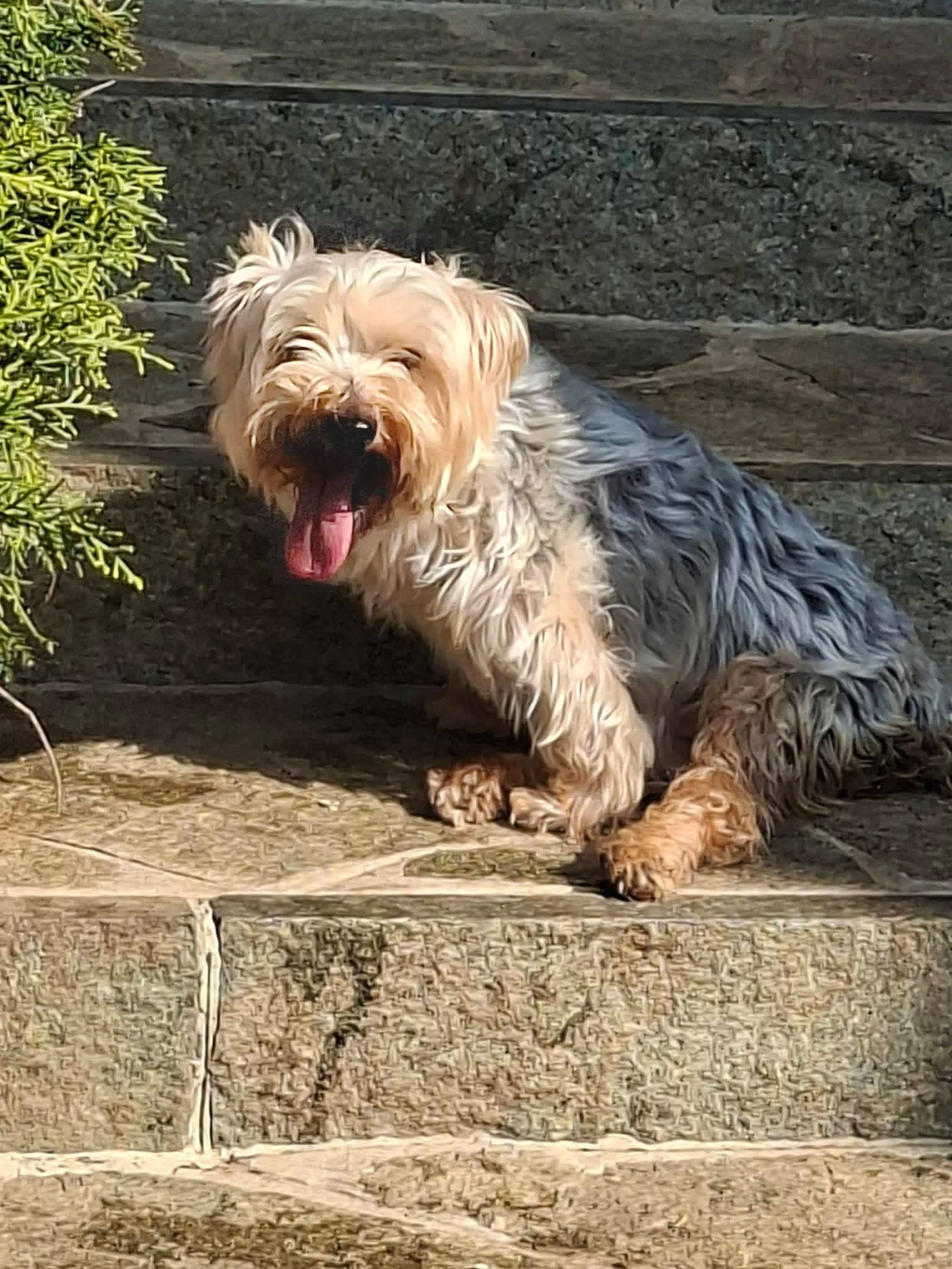 Fiona rotelle nel cuore cani disabili