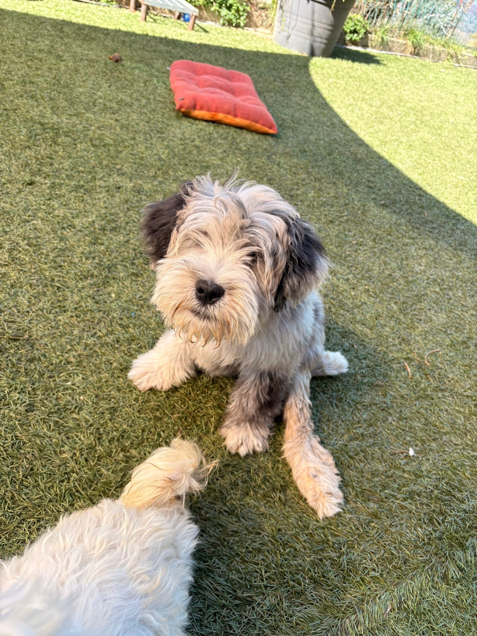 Linda rotelle nel cuore cani disabili