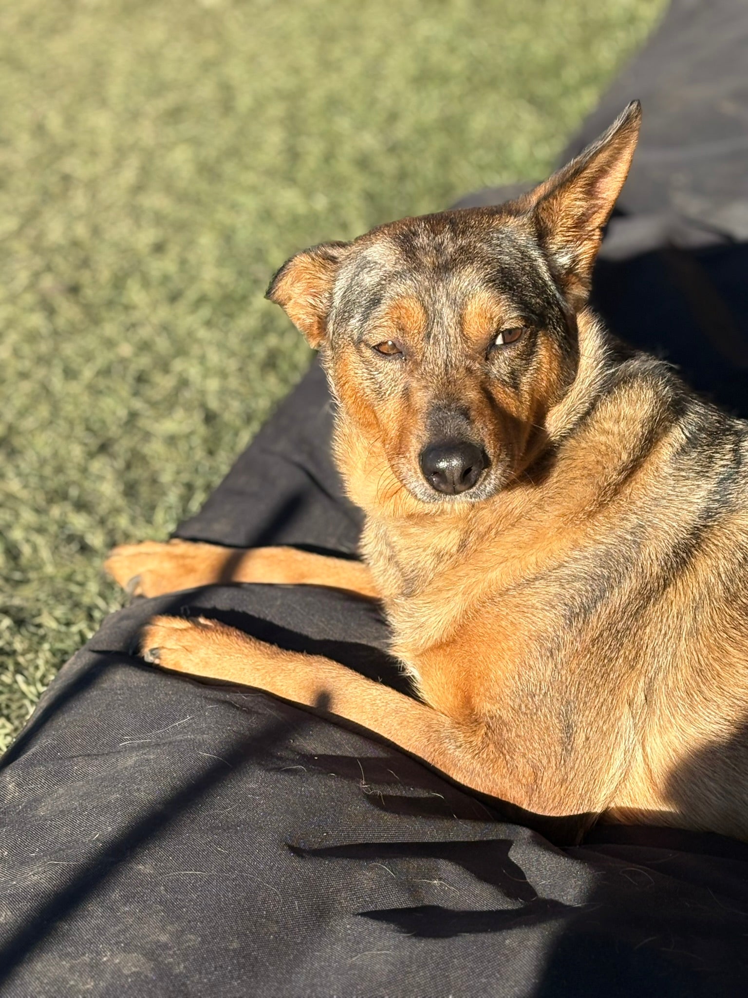 Macchia rotelle nel cuore cani disabili
