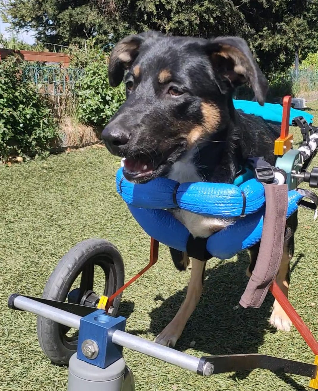 Sole rotelle nel cuore cani disabili