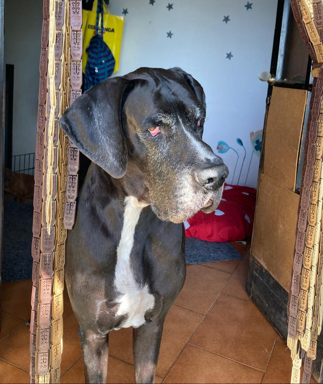 Hope rotelle nel cuore cani disabili