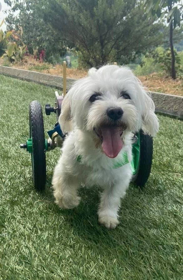 Pluto rotelle nel cuore cani disabili