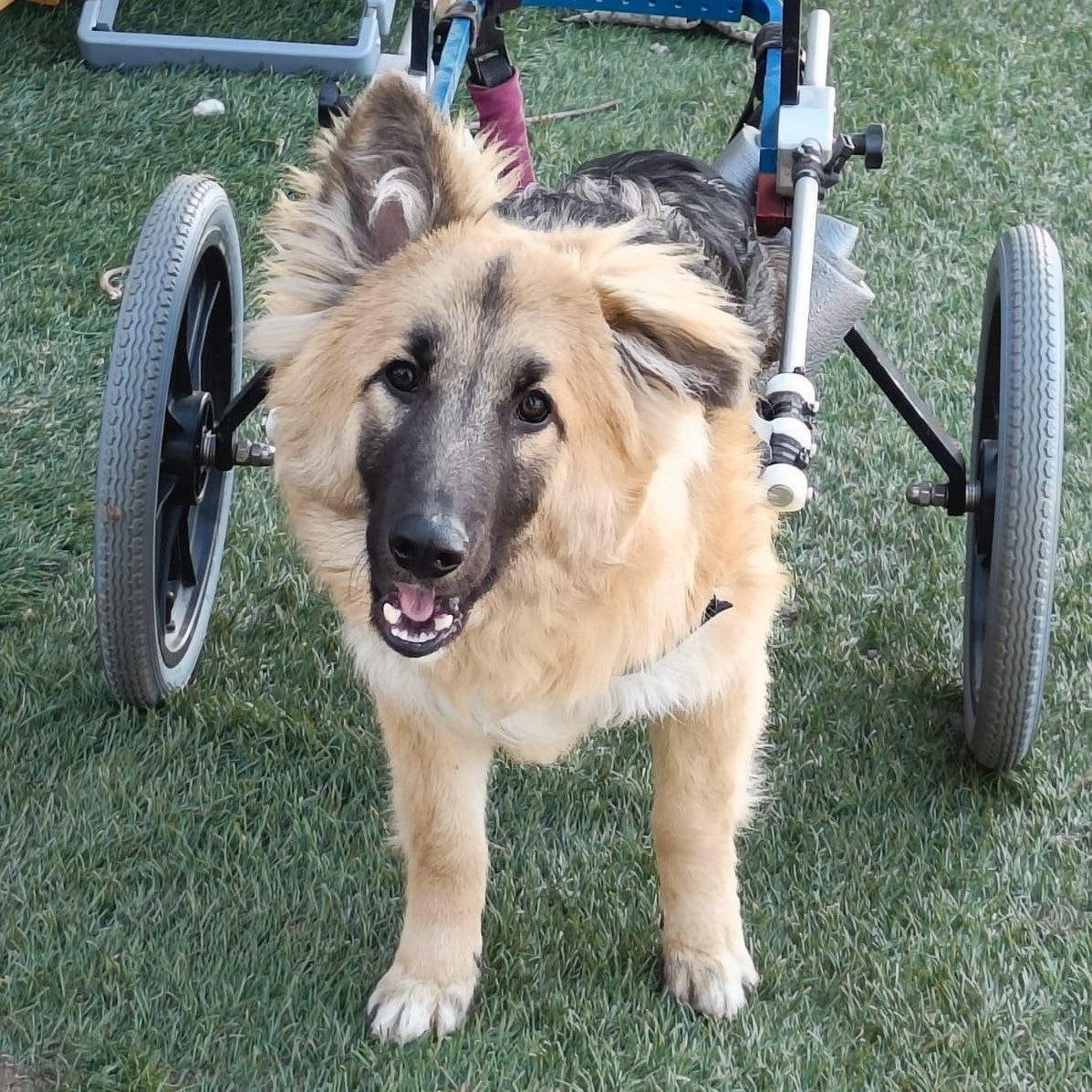 Yoghi rotelle nel cuore cani disabili